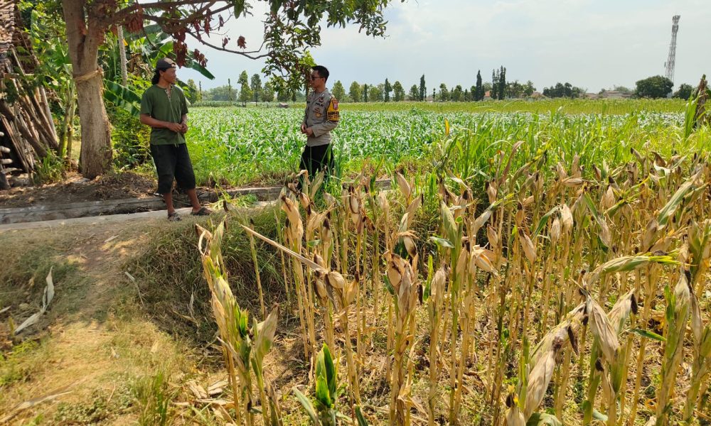 Dukung Swasembada Pangan, Ps. Kanit Binmas Polsek Nguling Turun Langsung Sambangi Petani Sumberanyar